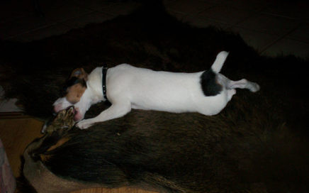 Nasz pierwszy Jack Russell