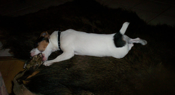 Nasz pierwszy Jack Russell