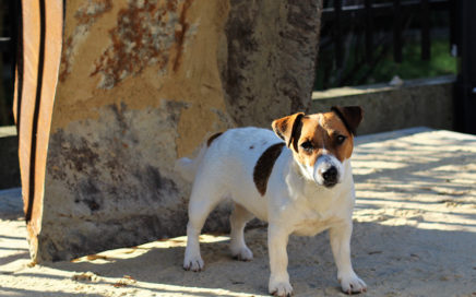 Tylko Ty i Twój Pies Hodowla Jack Russell Terrier