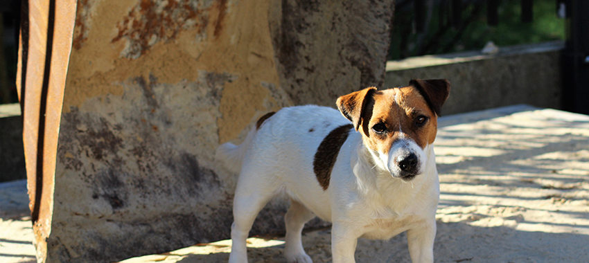 Tylko Ty i Twój Pies Hodowla Jack Russell Terrier