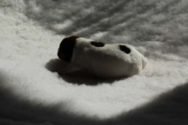 Afro Amy JAcks4You, Amber Crown Quantum Break, Jack Russell Terrier (1)