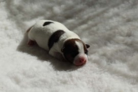 Afro Amy JAcks4You, Amber Crown Quantum Break, Jack Russell Terrier (10)