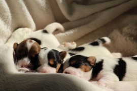 Afro Amy JAcks4You, Amber Crown Quantum Break, Jack Russell Terrier (100)