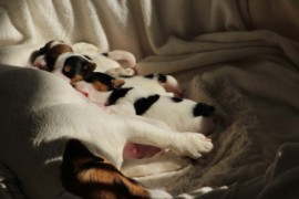 Afro Amy JAcks4You, Amber Crown Quantum Break, Jack Russell Terrier (101)
