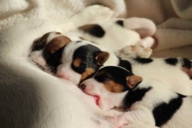 Afro Amy JAcks4You, Amber Crown Quantum Break, Jack Russell Terrier (102)