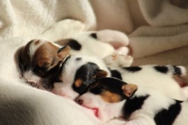 Afro Amy JAcks4You, Amber Crown Quantum Break, Jack Russell Terrier (103)
