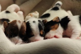 Afro Amy JAcks4You, Amber Crown Quantum Break, Jack Russell Terrier (104)