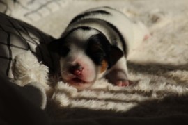 Afro Amy JAcks4You, Amber Crown Quantum Break, Jack Russell Terrier (105)