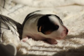 Afro Amy JAcks4You, Amber Crown Quantum Break, Jack Russell Terrier (106)