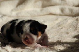 Afro Amy JAcks4You, Amber Crown Quantum Break, Jack Russell Terrier (107)