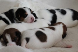 Afro Amy JAcks4You, Amber Crown Quantum Break, Jack Russell Terrier (109)