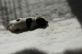 Afro Amy JAcks4You, Amber Crown Quantum Break, Jack Russell Terrier (11)