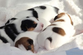 Afro Amy JAcks4You, Amber Crown Quantum Break, Jack Russell Terrier (110)