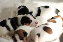 Afro Amy JAcks4You, Amber Crown Quantum Break, Jack Russell Terrier (111)