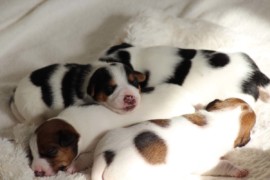 Afro Amy JAcks4You, Amber Crown Quantum Break, Jack Russell Terrier (112)
