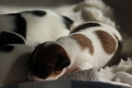 Afro Amy JAcks4You, Amber Crown Quantum Break, Jack Russell Terrier (113)