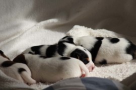 Afro Amy JAcks4You, Amber Crown Quantum Break, Jack Russell Terrier (114)