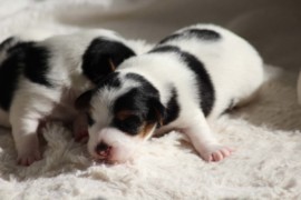 Afro Amy JAcks4You, Amber Crown Quantum Break, Jack Russell Terrier (115)