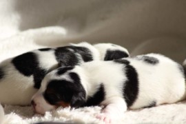 Afro Amy JAcks4You, Amber Crown Quantum Break, Jack Russell Terrier (116)