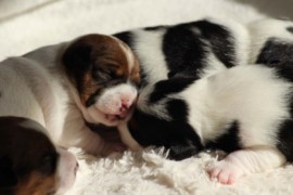 Afro Amy JAcks4You, Amber Crown Quantum Break, Jack Russell Terrier (117)