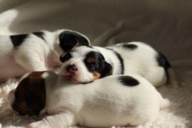 Afro Amy JAcks4You, Amber Crown Quantum Break, Jack Russell Terrier (118)