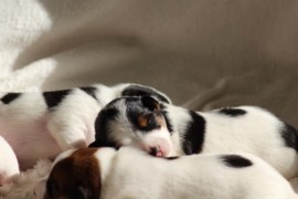 Afro Amy JAcks4You, Amber Crown Quantum Break, Jack Russell Terrier (119)