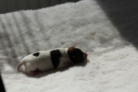 Afro Amy JAcks4You, Amber Crown Quantum Break, Jack Russell Terrier (12)