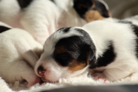 Afro Amy JAcks4You, Amber Crown Quantum Break, Jack Russell Terrier (120)