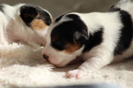 Afro Amy JAcks4You, Amber Crown Quantum Break, Jack Russell Terrier (121)