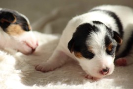 Afro Amy JAcks4You, Amber Crown Quantum Break, Jack Russell Terrier (122)