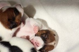 Afro Amy JAcks4You, Amber Crown Quantum Break, Jack Russell Terrier (123)