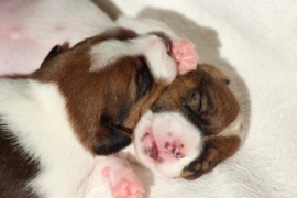 Afro Amy JAcks4You, Amber Crown Quantum Break, Jack Russell Terrier (126)
