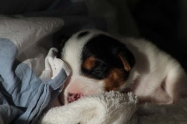 Afro Amy JAcks4You, Amber Crown Quantum Break, Jack Russell Terrier (131)