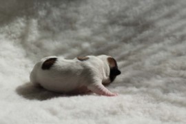 Afro Amy JAcks4You, Amber Crown Quantum Break, Jack Russell Terrier (14)