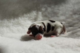 Afro Amy JAcks4You, Amber Crown Quantum Break, Jack Russell Terrier (16)