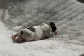Afro Amy JAcks4You, Amber Crown Quantum Break, Jack Russell Terrier (17)