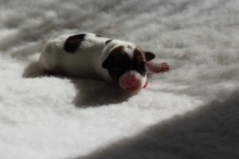 Afro Amy JAcks4You, Amber Crown Quantum Break, Jack Russell Terrier (18)