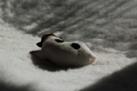 Afro Amy JAcks4You, Amber Crown Quantum Break, Jack Russell Terrier (2)