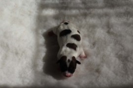 Afro Amy JAcks4You, Amber Crown Quantum Break, Jack Russell Terrier (20)