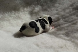 Afro Amy JAcks4You, Amber Crown Quantum Break, Jack Russell Terrier (21)