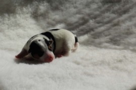 Afro Amy JAcks4You, Amber Crown Quantum Break, Jack Russell Terrier (23)
