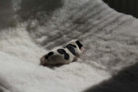 Afro Amy JAcks4You, Amber Crown Quantum Break, Jack Russell Terrier (24)
