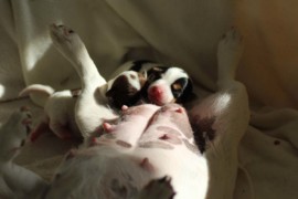 Afro Amy JAcks4You, Amber Crown Quantum Break, Jack Russell Terrier (25)
