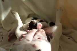 Afro Amy JAcks4You, Amber Crown Quantum Break, Jack Russell Terrier (26)