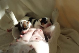 Afro Amy JAcks4You, Amber Crown Quantum Break, Jack Russell Terrier (27)
