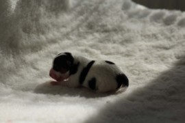 Afro Amy JAcks4You, Amber Crown Quantum Break, Jack Russell Terrier (29)