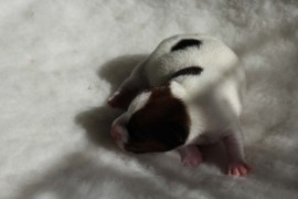 Afro Amy JAcks4You, Amber Crown Quantum Break, Jack Russell Terrier (3)