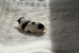 Afro Amy JAcks4You, Amber Crown Quantum Break, Jack Russell Terrier (30)
