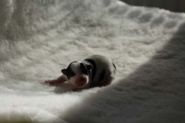 Afro Amy JAcks4You, Amber Crown Quantum Break, Jack Russell Terrier (31)