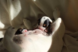 Afro Amy JAcks4You, Amber Crown Quantum Break, Jack Russell Terrier (32)